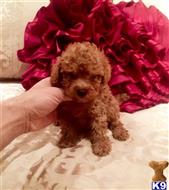 maltipoo puppy posted by NEW PUPPIES